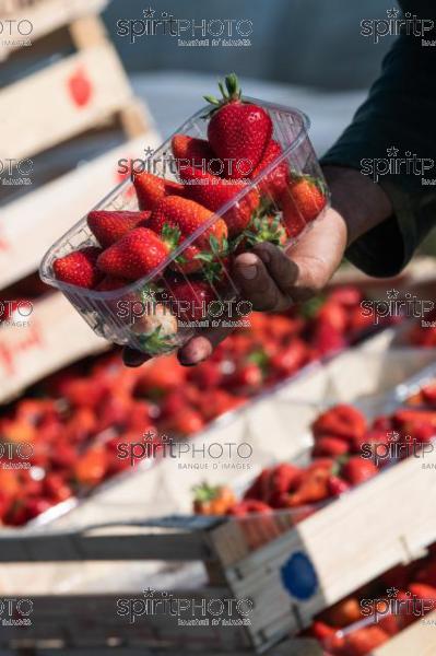 FRANCE, LOT ET GARONNE, BOURRAN, EXPLOITATION AGRICOLE EARL LEYX VALADE, CULTURE ET RECOLTE DE FRAISES EN PLEINE TERRE SOUS PETIT TUNNEL (220505NADEAU_041.jpg)