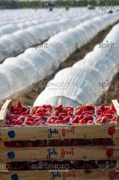 FRANCE, LOT ET GARONNE, BOURRAN, EXPLOITATION AGRICOLE EARL LEYX VALADE, CULTURE ET RECOLTE DE FRAISES EN PLEINE TERRE SOUS PETIT TUNNEL (220505NADEAU_044.jpg)