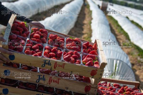 FRANCE, LOT ET GARONNE, BOURRAN, EXPLOITATION AGRICOLE EARL LEYX VALADE, CULTURE ET RECOLTE DE FRAISES EN PLEINE TERRE SOUS PETIT TUNNEL (220505NADEAU_045.jpg)