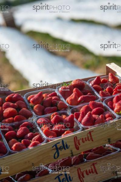 FRANCE, LOT ET GARONNE, BOURRAN, EXPLOITATION AGRICOLE EARL LEYX VALADE, CULTURE ET RECOLTE DE FRAISES EN PLEINE TERRE SOUS PETIT TUNNEL (220505NADEAU_046.jpg)