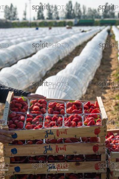 FRANCE, LOT ET GARONNE, BOURRAN, EXPLOITATION AGRICOLE EARL LEYX VALADE, CULTURE ET RECOLTE DE FRAISES EN PLEINE TERRE SOUS PETIT TUNNEL (220505NADEAU_047.jpg)