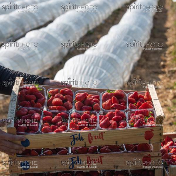 FRANCE, LOT ET GARONNE, BOURRAN, EXPLOITATION AGRICOLE EARL LEYX VALADE, CULTURE ET RECOLTE DE FRAISES EN PLEINE TERRE SOUS PETIT TUNNEL (220505NADEAU_048.jpg)