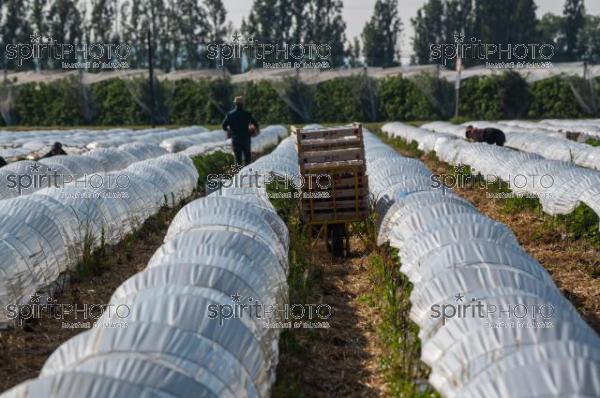 FRANCE, LOT ET GARONNE, BOURRAN, EXPLOITATION AGRICOLE EARL LEYX VALADE, CULTURE ET RECOLTE DE FRAISES EN PLEINE TERRE SOUS PETIT TUNNEL (220505NADEAU_049.jpg)