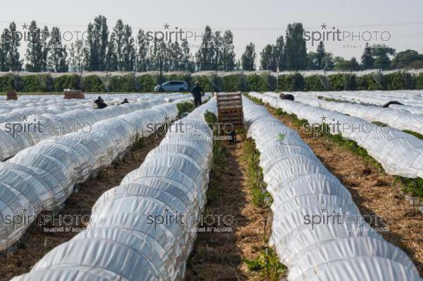 FRANCE, LOT ET GARONNE, BOURRAN, EXPLOITATION AGRICOLE EARL LEYX VALADE, CULTURE ET RECOLTE DE FRAISES EN PLEINE TERRE SOUS PETIT TUNNEL (220505NADEAU_050.jpg)