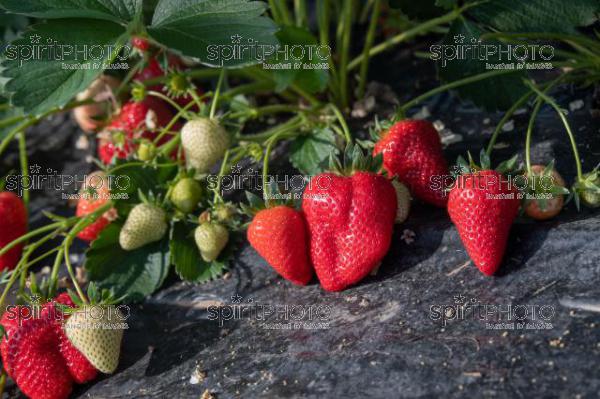 FRANCE, LOT ET GARONNE, BOURRAN, EXPLOITATION AGRICOLE EARL LEYX VALADE, CULTURE ET RECOLTE DE FRAISES EN PLEINE TERRE SOUS PETIT TUNNEL (220505NADEAU_052.jpg)