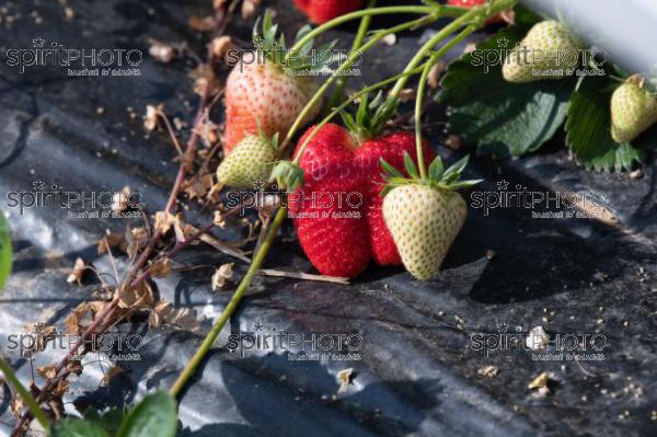 FRANCE, LOT ET GARONNE, BOURRAN, EXPLOITATION AGRICOLE EARL LEYX VALADE, CULTURE ET RECOLTE DE FRAISES EN PLEINE TERRE SOUS PETIT TUNNEL (220505NADEAU_053.jpg)