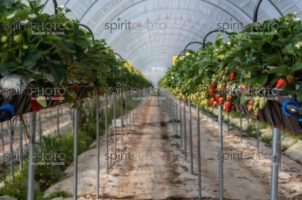 FRANCE, LOT ET GARONNE, BOURRAN, EXPLOITATION AGRICOLE EARL LEYX VALADE, CULTURE ET RECOLTE DE FRAISES HORS SOL SOUS GRAND TUNNEL (220505NADEAU_055.jpg)