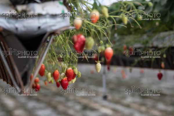 FRANCE, LOT ET GARONNE, BOURRAN, EXPLOITATION AGRICOLE EARL LEYX VALADE, CULTURE ET RECOLTE DE FRAISES HORS SOL SOUS GRAND TUNNEL (220505NADEAU_056.jpg)