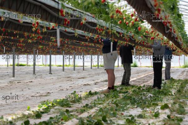 FRANCE, LOT ET GARONNE, BOURRAN, EXPLOITATION AGRICOLE EARL LEYX VALADE, CULTURE ET RECOLTE DE FRAISES HORS SOL SOUS GRAND TUNNEL (220505NADEAU_059.jpg)