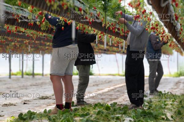 FRANCE, LOT ET GARONNE, BOURRAN, EXPLOITATION AGRICOLE EARL LEYX VALADE, CULTURE ET RECOLTE DE FRAISES HORS SOL SOUS GRAND TUNNEL (220505NADEAU_060.jpg)