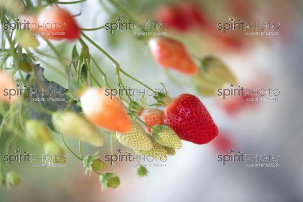 FRANCE, LOT ET GARONNE, BOURRAN, EXPLOITATION AGRICOLE EARL LEYX VALADE, CULTURE ET RECOLTE DE FRAISES HORS SOL SOUS GRAND TUNNEL (220505NADEAU_062.jpg)