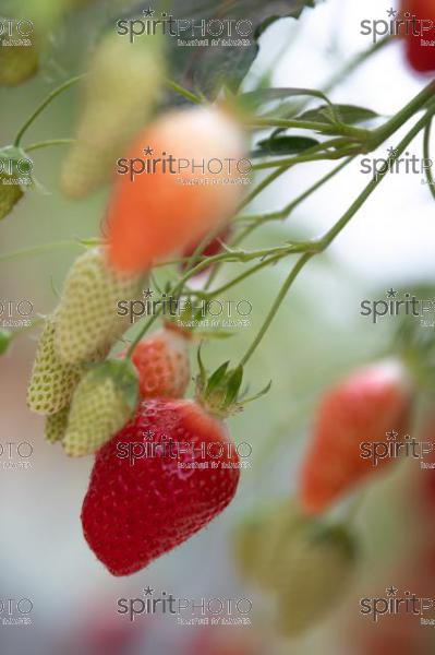 FRANCE, LOT ET GARONNE, BOURRAN, EXPLOITATION AGRICOLE EARL LEYX VALADE, CULTURE ET RECOLTE DE FRAISES HORS SOL SOUS GRAND TUNNEL (220505NADEAU_063.jpg)