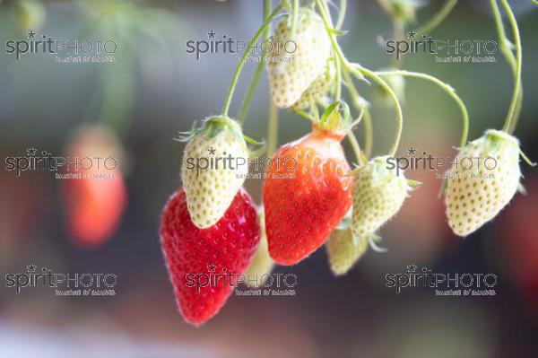 FRANCE, LOT ET GARONNE, BOURRAN, EXPLOITATION AGRICOLE EARL LEYX VALADE, CULTURE ET RECOLTE DE FRAISES HORS SOL SOUS GRAND TUNNEL (220505NADEAU_064.jpg)