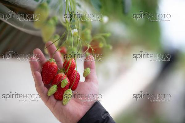 FRANCE, LOT ET GARONNE, BOURRAN, EXPLOITATION AGRICOLE EARL LEYX VALADE, CULTURE ET RECOLTE DE FRAISES HORS SOL SOUS GRAND TUNNEL (220505NADEAU_066.jpg)