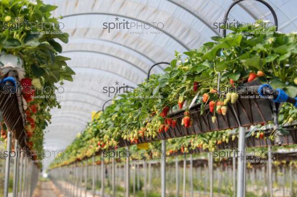 FRANCE, LOT ET GARONNE, BOURRAN, EXPLOITATION AGRICOLE EARL LEYX VALADE, CULTURE ET RECOLTE DE FRAISES HORS SOL SOUS GRAND TUNNEL (220505NADEAU_067.jpg)