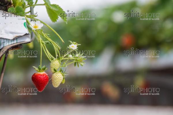 FRANCE, LOT ET GARONNE, BOURRAN, EXPLOITATION AGRICOLE EARL LEYX VALADE, CULTURE ET RECOLTE DE FRAISES HORS SOL SOUS GRAND TUNNEL (220505NADEAU_068.jpg)