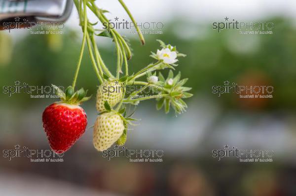 FRANCE, LOT ET GARONNE, BOURRAN, EXPLOITATION AGRICOLE EARL LEYX VALADE, CULTURE ET RECOLTE DE FRAISES HORS SOL SOUS GRAND TUNNEL (220505NADEAU_071.jpg)