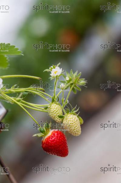 FRANCE, LOT ET GARONNE, BOURRAN, EXPLOITATION AGRICOLE EARL LEYX VALADE, CULTURE ET RECOLTE DE FRAISES HORS SOL SOUS GRAND TUNNEL (220505NADEAU_072.jpg)