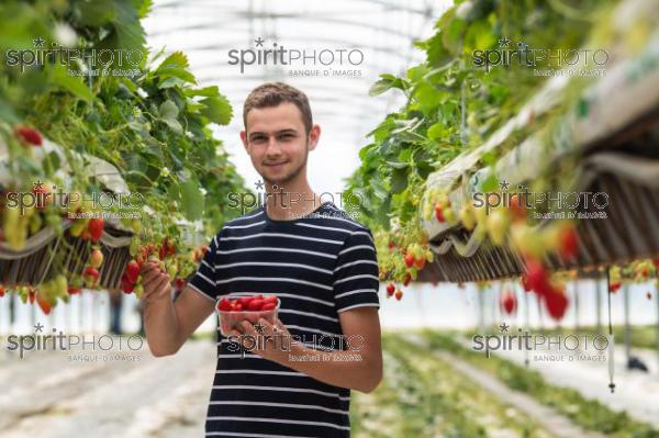 FRANCE, LOT ET GARONNE, BOURRAN, EXPLOITATION AGRICOLE EARL LEYX VALADE, CULTURE ET RECOLTE DE FRAISES HORS SOL SOUS GRAND TUNNEL (220505NADEAU_075.jpg)