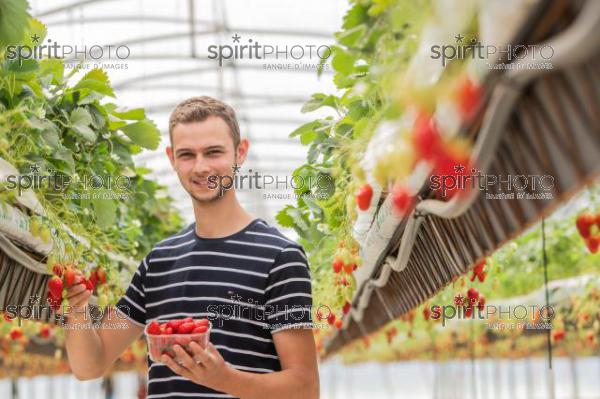 FRANCE, LOT ET GARONNE, BOURRAN, EXPLOITATION AGRICOLE EARL LEYX VALADE, CULTURE ET RECOLTE DE FRAISES HORS SOL SOUS GRAND TUNNEL (220505NADEAU_076.jpg)