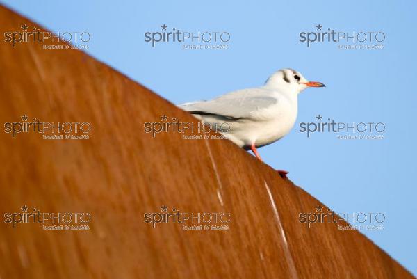 Nature-Mouette (AB_00002.jpg)