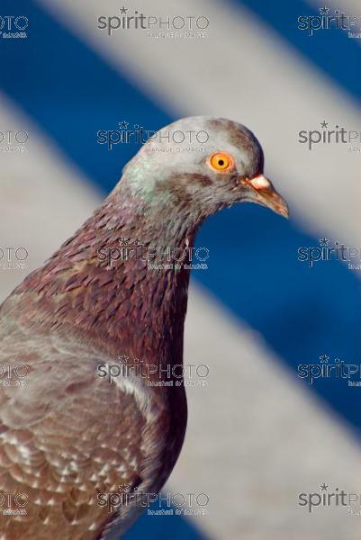 Pigeon (AB_00003.jpg)