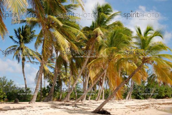 Plage des Sallines-Martinique (AB_00042.jpg)