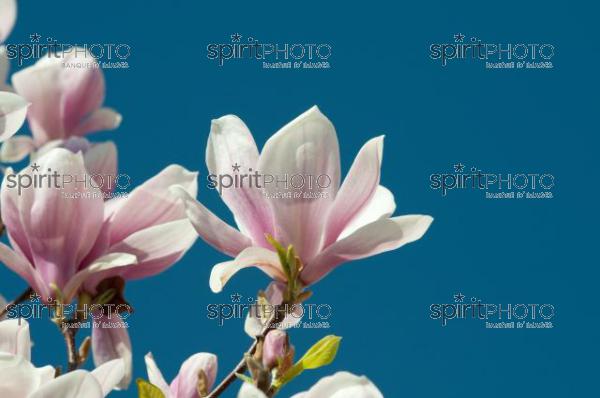 Nature-Fleur de Magnolia (AB_00083.jpg)