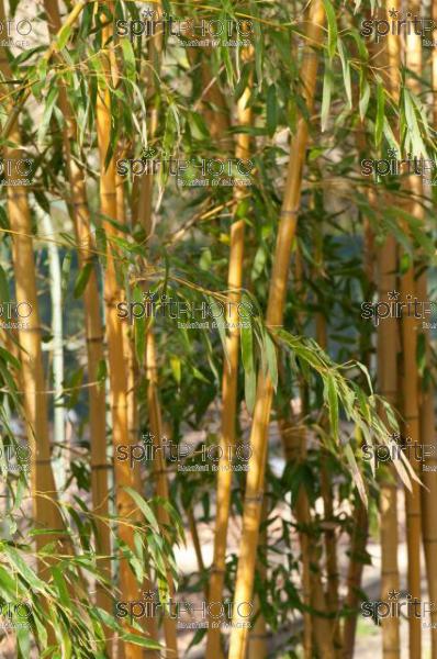 Nature-Bambous (AB_00084.jpg)