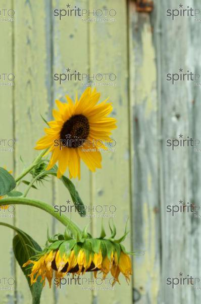 Nature-Tournesol (AB_00101.jpg)