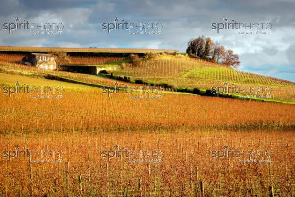 Vignoble -St-Emilion (AB_00122.jpg)