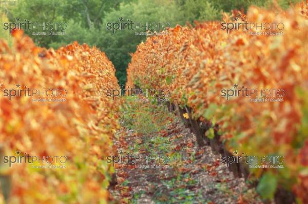 Vignoble Bordelais (AB_00127.jpg)