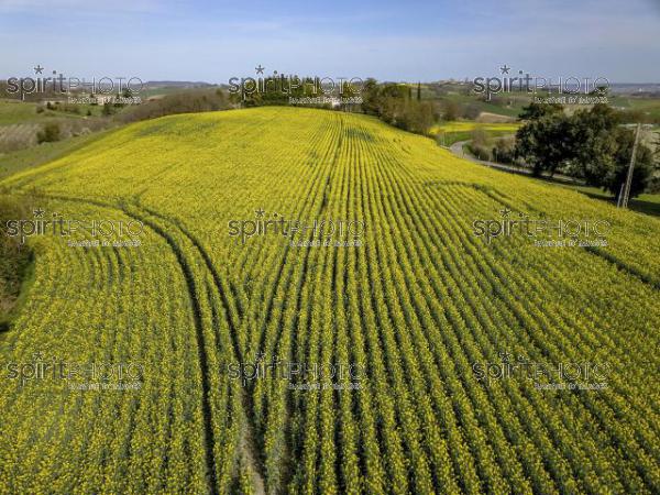 Blossoming young plum garden and rapeseed field, top view (BWP_00011.jpg)