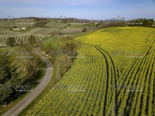 Blossoming young plum garden and rapeseed field, top view (BWP_00012.jpg)