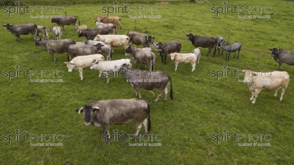 Aerial view Bazadaise cows and calves daisy in the meadow, Gironde (BWP_00022.jpg)