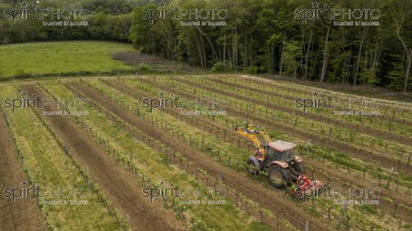 Aerial shot of a tractor working on vineyard (BWP_00044.jpg)