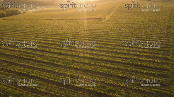 Aerial view of a green summer vineyard at sunset (BWP_00050.jpg)