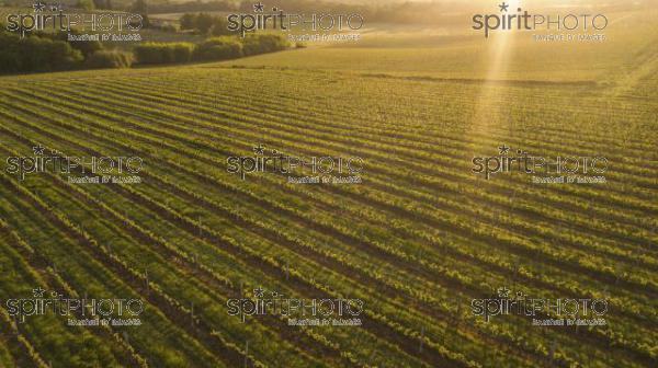 Aerial view of a green summer vineyard at sunset (BWP_00052.jpg)