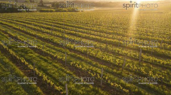 Aerial view of a green summer vineyard at sunset (BWP_00053.jpg)