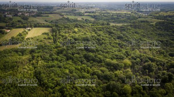 Aerial of flying over a beautiful green forest in a rural landscape, Gironde (BWP_00058.jpg)