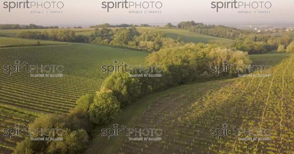Bordeaux vineyards, Entre Deux Mers, Aquitaine, Gironde department, Aerial View (BWP_00073.jpg)