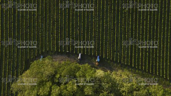 Aerial shot of a tree tractors working on vineyard, Bordeaux (BWP_00074.jpg)