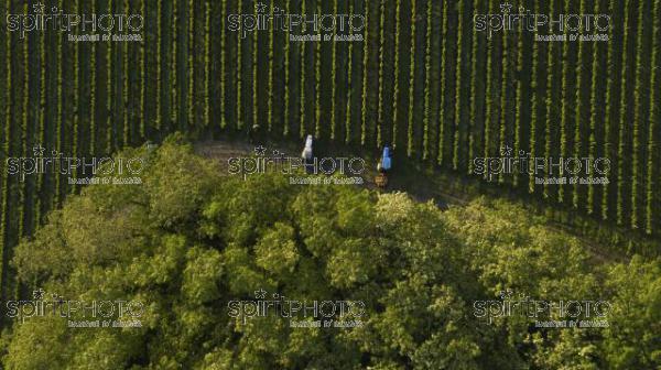 Aerial shot of a tree tractors working on vineyard, Bordeaux (BWP_00075.jpg)
