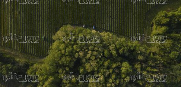 Aerial shot of a tree tractors working on vineyard, Bordeaux (BWP_00076.jpg)