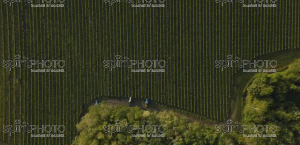 Aerial shot of a tree tractors working on vineyard, Bordeaux (BWP_00077.jpg)