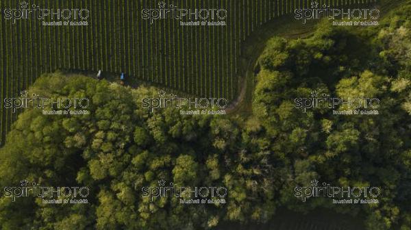 Aerial shot of a tree tractors working on vineyard, Bordeaux (BWP_00078.jpg)