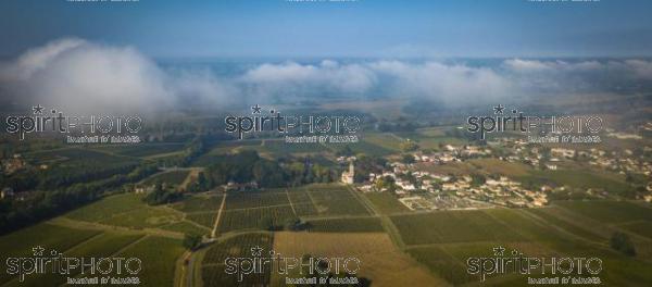 Aerial view Vineyards in the sunshine, Vineyards of Loupiac, Bordeaux Vineyards (BWP_00434-2.jpg)