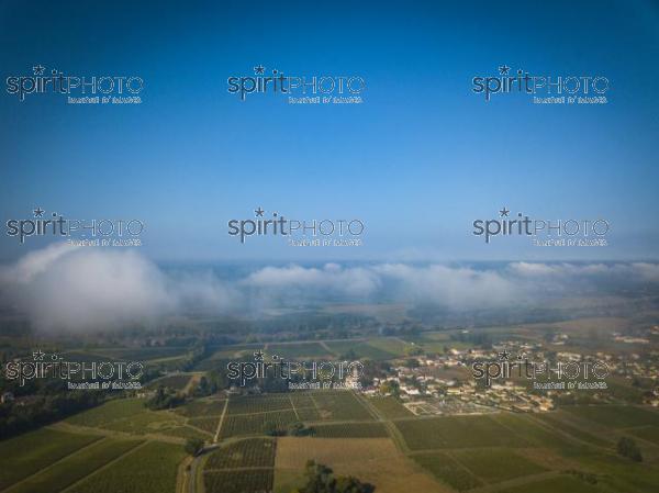 Aerial view Vineyards in the sunshine, Vineyards of Loupiac, Bordeaux Vineyards (BWP_00434.jpg)