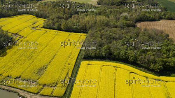 Aerial view of fields of colza, France (BWP_00438.jpg)