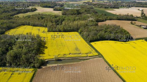 Aerial view of fields of colza, France (BWP_00439.jpg)